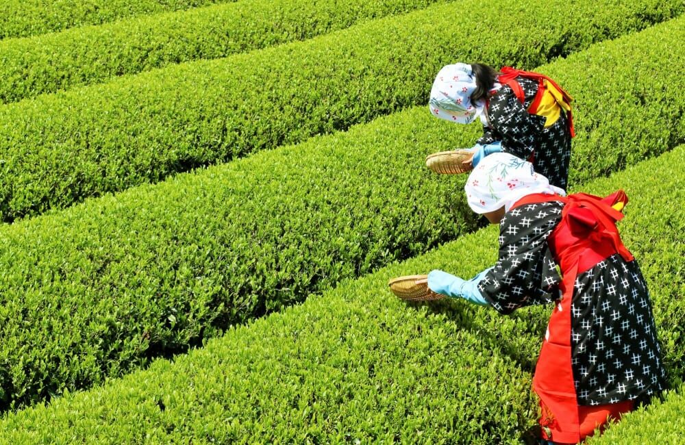 benefits of green tea drinking