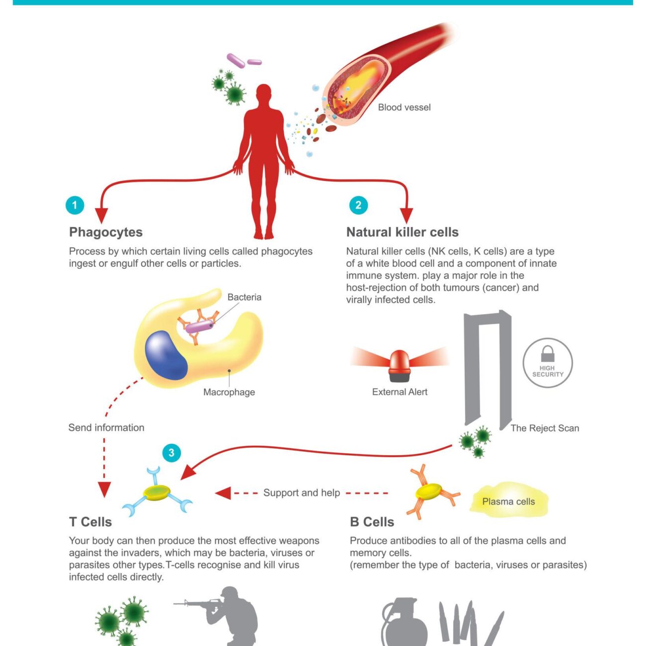vitamin d vitamin benefits
